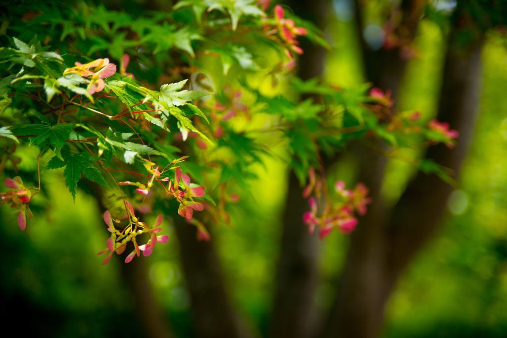 Fortuna Cottage Daylesford Phòng bức ảnh